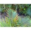 Image 2 : Potted Palm Plant Approx. 46"H