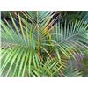 Image 3 : Potted Palm Plant Approx. 46"H