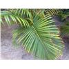 Image 4 : Potted Palm Plant Approx. 46"H