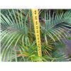 Image 5 : Potted Palm Plant Approx. 46"H