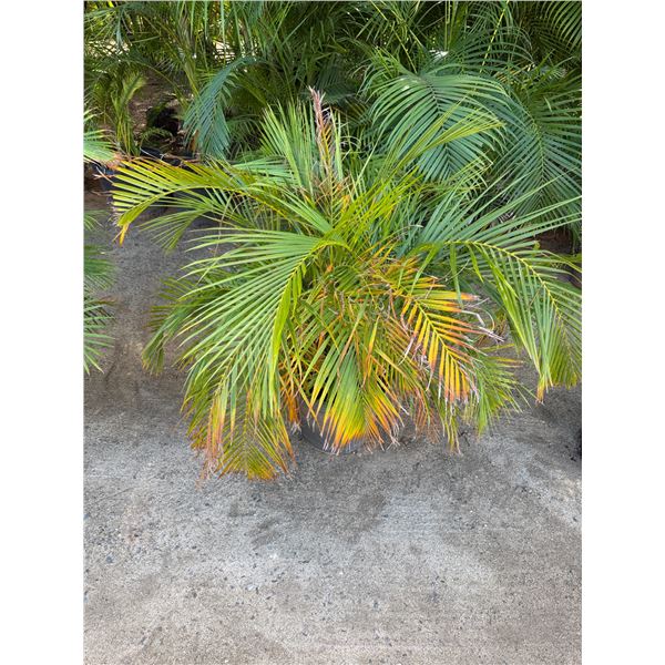 Potted Palm Plant Approx. 41"H