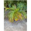 Image 1 : Potted Palm Plant Approx. 41"H