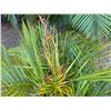 Image 2 : Potted Palm Plant Approx. 41"H