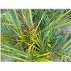 Image 3 : Potted Palm Plant Approx. 41"H