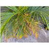 Image 4 : Potted Palm Plant Approx. 41"H