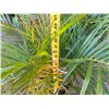 Image 5 : Potted Palm Plant Approx. 41"H