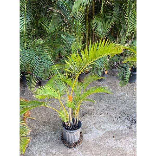Potted Palm Plant Approx. 44"H