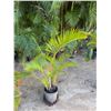 Image 1 : Potted Palm Plant Approx. 44"H