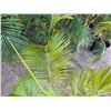 Image 2 : Potted Palm Plant Approx. 44"H