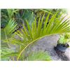 Image 3 : Potted Palm Plant Approx. 44"H