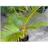Image 4 : Potted Palm Plant Approx. 44"H