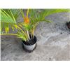 Image 5 : Potted Palm Plant Approx. 44"H