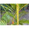 Image 6 : Potted Palm Plant Approx. 44"H