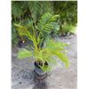 Image 1 : Potted Palm Plant Approx. 54"H