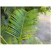 Image 2 : Potted Palm Plant Approx. 54"H