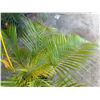 Image 3 : Potted Palm Plant Approx. 54"H