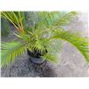 Image 4 : Potted Palm Plant Approx. 54"H