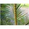 Image 5 : Potted Palm Plant Approx. 54"H