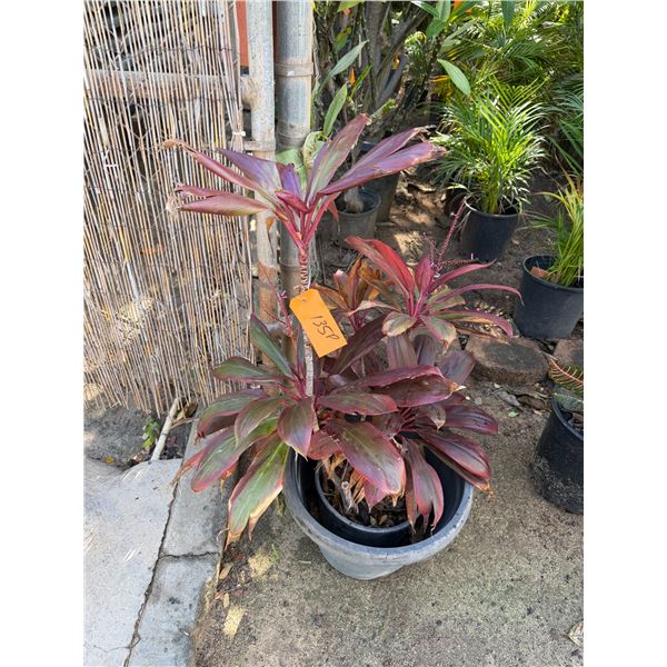 Potted Red Ti Leaf Plant Approx. 40"H