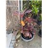 Image 1 : Potted Red Ti Leaf Plant Approx. 40"H