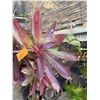 Image 2 : Potted Red Ti Leaf Plant Approx. 40"H