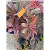 Image 3 : Potted Red Ti Leaf Plant Approx. 40"H