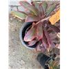 Image 4 : Potted Red Ti Leaf Plant Approx. 40"H