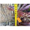 Image 5 : Potted Red Ti Leaf Plant Approx. 40"H
