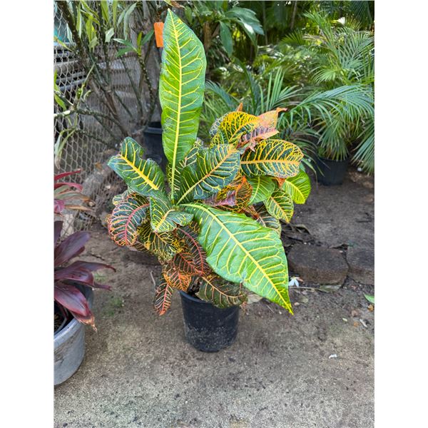 Potted Plant Approx. 36"H