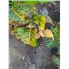 Image 2 : Potted Plant Approx. 36"H