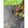 Image 3 : Potted Plant Approx. 36"H