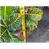 Image 4 : Potted Plant Approx. 36"H