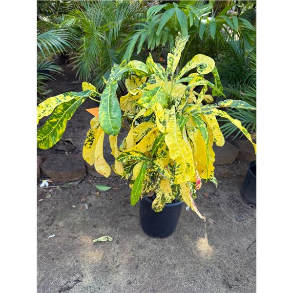 Potted Plant Approx. 37"H