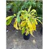 Image 1 : Potted Plant Approx. 37"H