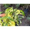 Image 2 : Potted Plant Approx. 37"H