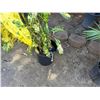 Image 3 : Potted Plant Approx. 37"H