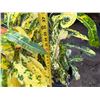 Image 4 : Potted Plant Approx. 37"H