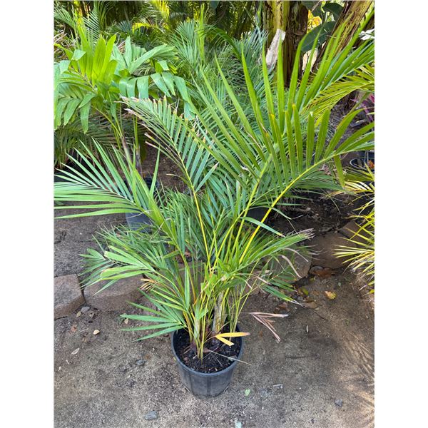 Potted Palm Plant Approx. 44"H