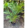 Image 1 : Potted Palm Plant Approx. 44"H