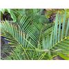 Image 2 : Potted Palm Plant Approx. 44"H