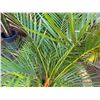 Image 3 : Potted Palm Plant Approx. 44"H