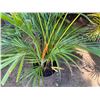 Image 4 : Potted Palm Plant Approx. 44"H