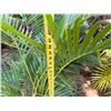 Image 5 : Potted Palm Plant Approx. 44"H