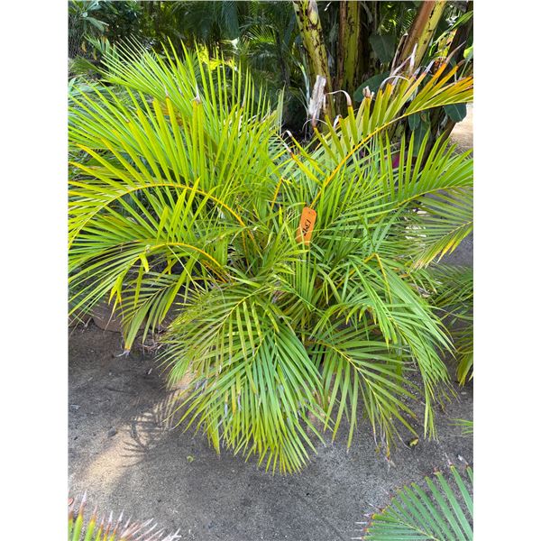 Potted Palm Plant Approx. 49"H