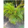 Image 1 : Potted Palm Plant Approx. 49"H