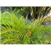 Image 2 : Potted Palm Plant Approx. 49"H