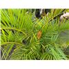 Image 3 : Potted Palm Plant Approx. 49"H