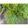 Image 4 : Potted Palm Plant Approx. 49"H