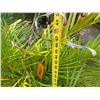 Image 5 : Potted Palm Plant Approx. 49"H