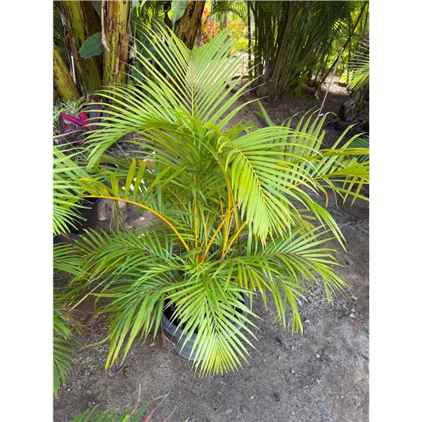 Potted Palm Plant Approx. 45"H